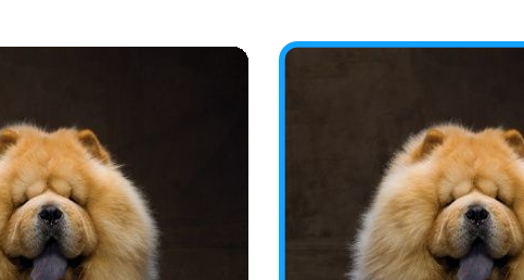 rounded_dogs_close