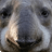tapir2342